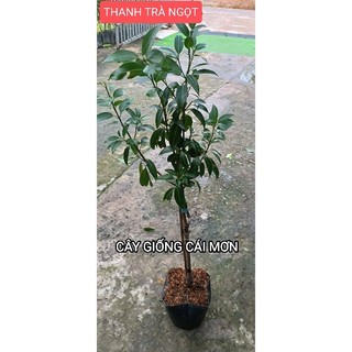 CÂY GIỐNG THANH TRÀ NGỌT THÁI ( CÂY GHÉP CHUẨN GIỐNG )