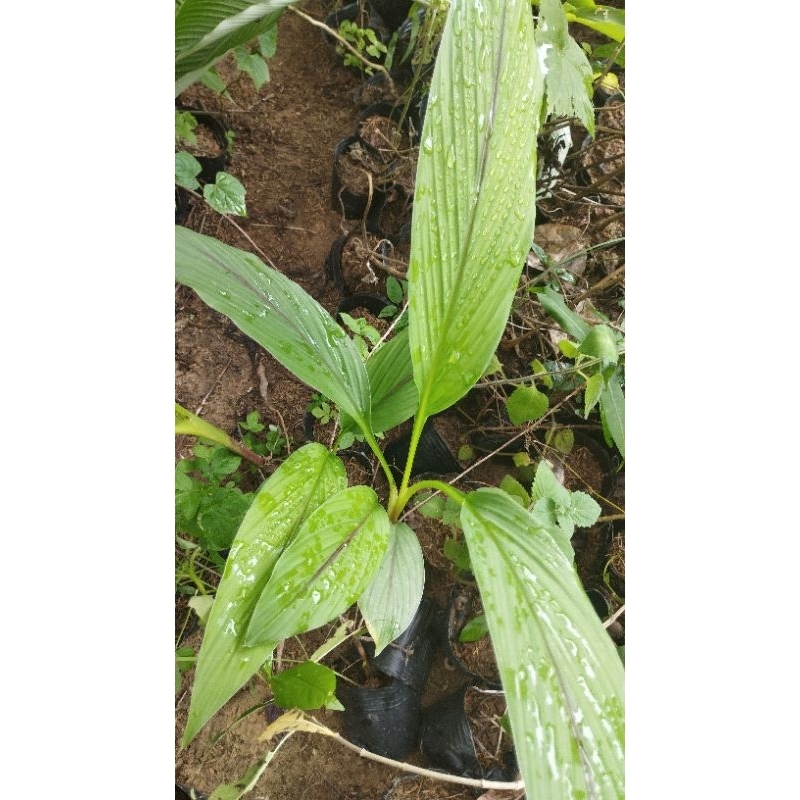 Bầu giống nghệ vàng( giống rừng).