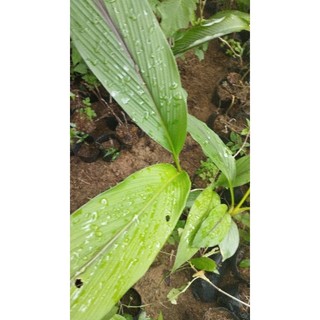 Bầu giống nghệ vàng( giống rừng).
