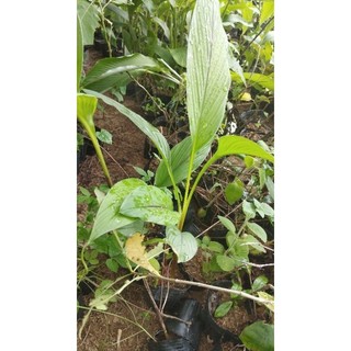 Bầu giống nghệ vàng( giống rừng).