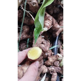 Bầu giống nghệ vàng( giống rừng).