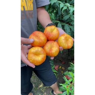 Cây giống đào vàng dẹt ( đào donuts)