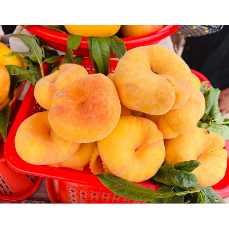 Cây giống đào vàng dẹt ( đào donuts)