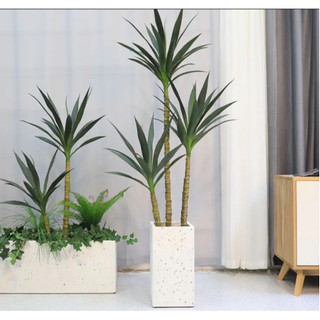 Cây phát tài núi cao 1,3m 1,7m và 1,9m cây trang trí decor cây gỉa