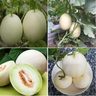 Hạt giống dưa lê bạch tuyết dể trồng-gói 20 hạt