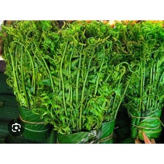 Cây giống rau dớn_ mua 5 tặng 1 hôm nhỏ