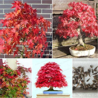 Hạt giống cây phong lá đỏ -gói 10 hạt