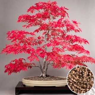 Hạt giống cây Phong Lá Đỏ nhật bản -gói 10 hạt-trồng quanh năm