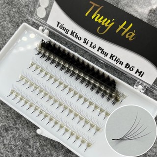 Mi fan 5D Dây dày 0.07 cong C-CC-D dài 8-16mm_xòe đều đẹp,chân keo nhỏ_mi fan xuất khẩu Thúy Hà