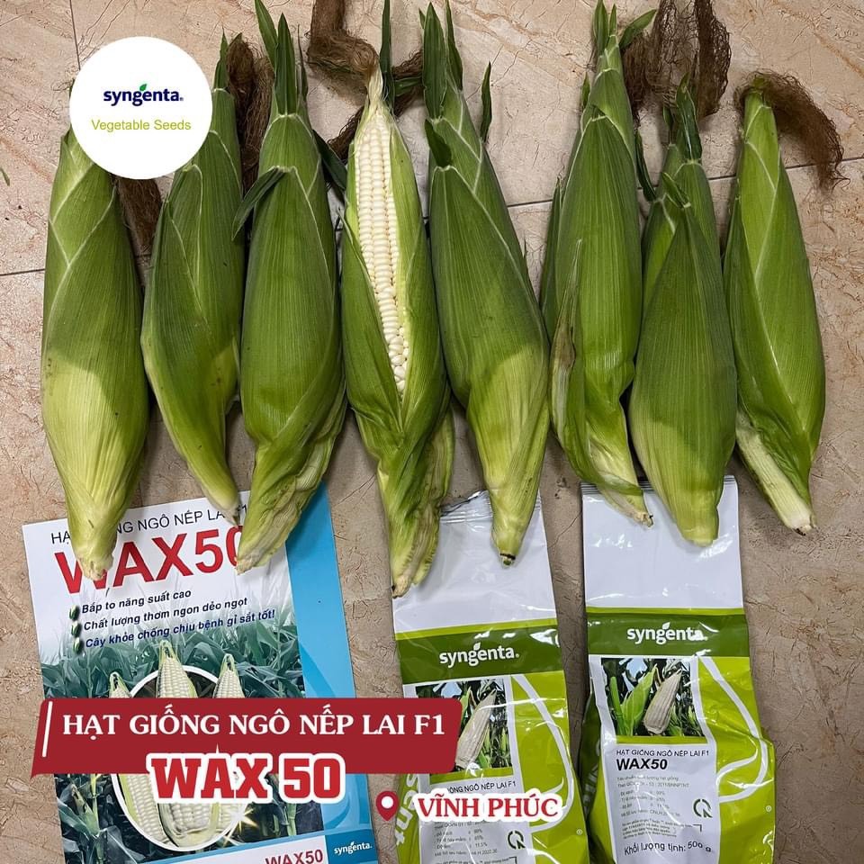 NGÔ WAX50 SYGENTA - Nếp lai F1 thời gian thu hoạch 60-70 ngày . Mã lưu hành CNLH 2022.36