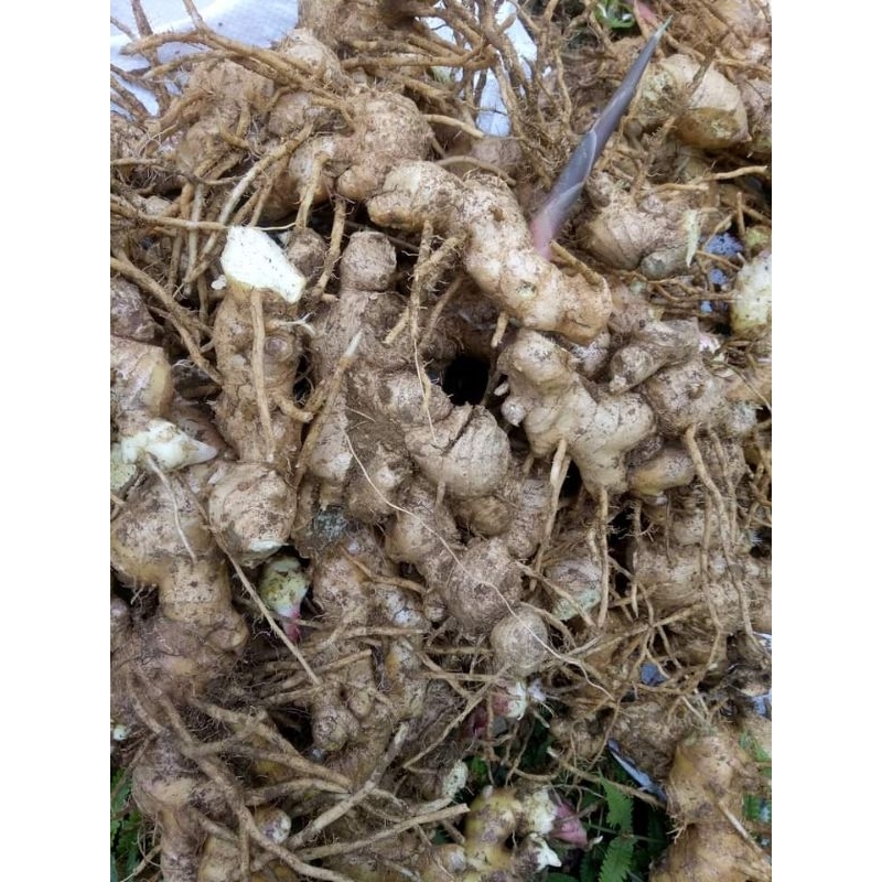 Củ gừng gió rừng ( mai gan, ngải xanh, gừng rừng)