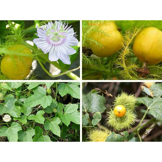Hạt giống lạc tiên, chùm bao, nhãn lồng - 1 gói