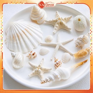Sò Biển Ốc Biển Trang Trí, Set Sò Ốc Túi Lưới Phụ Kiện Chụp Ảnh Nai Decor AZ