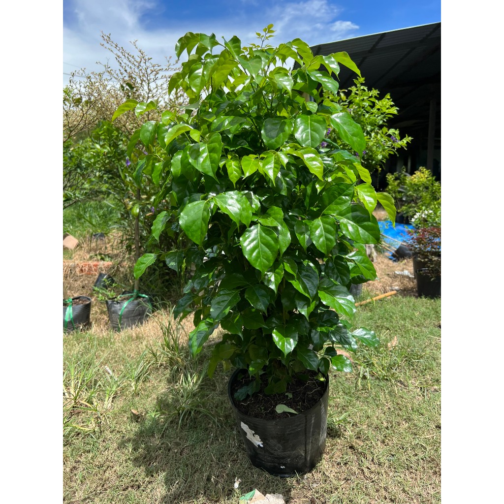  Chậu cây Hạnh phúc  - Cây mang may mắn tài lộc thịnh vượng hạnh phúc - Có thể chưng trong nhà văn phòng 