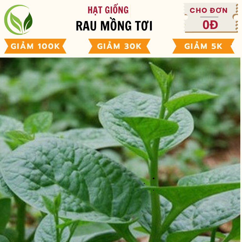 Hạt Giống Rau Mồng Tơi - Rau Mùng Tơi Chất Lượng Cao, Dễ Trồng, Năng Suất Tốt