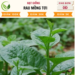 Hạt Giống Rau Mồng Tơi - Rau Mùng Tơi Chất Lượng Cao, Dễ Trồng, Năng Suất Tốt