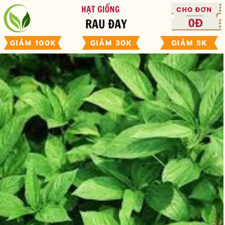 Hạt Giống Rau Đay - Chất Lượng Cao, Dễ Trồng, Năng Suất Tốt