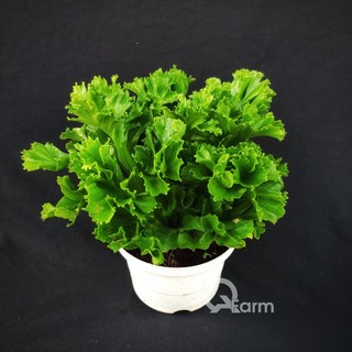 Dương xỉ đuôi cá chậu nhựa cứng