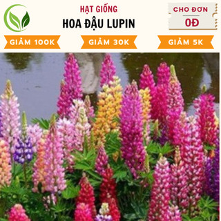 Hạt giống hoa đậu lupin - chất lượng cao, dễ trồng, nở rực rỡ
