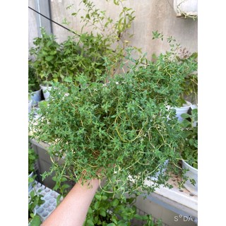 (HOẢ TỐC) Chậu cây Thyme - Xạ Hương (Cây giống)