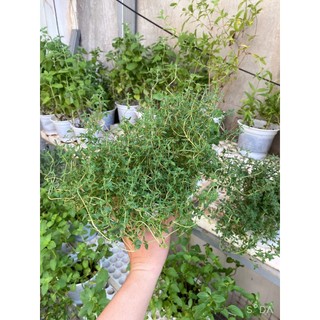 (HOẢ TỐC) Chậu cây Thyme - Xạ Hương (Cây giống)