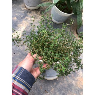 (HOẢ TỐC) Chậu cây Thyme - Xạ Hương (Cây giống)
