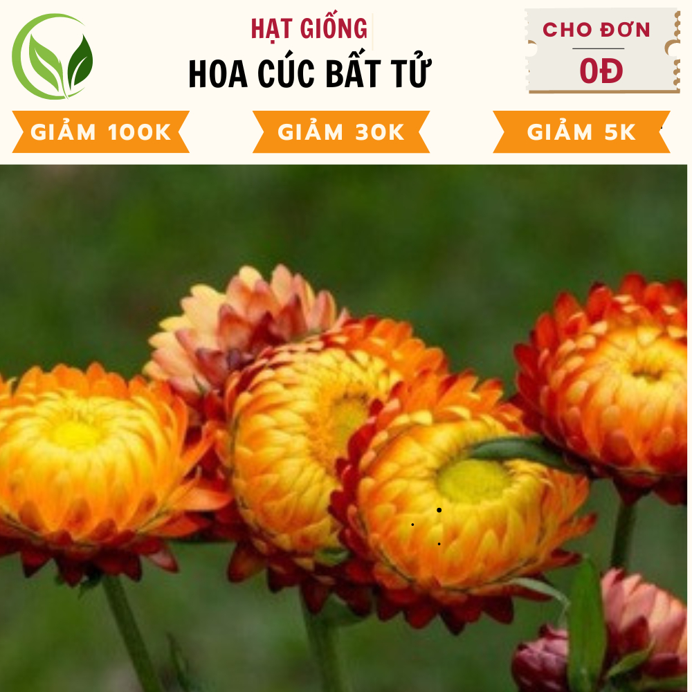 [Gói 200 Hạt] Hạt Giống Hoa Cúc Bất Tử Kép