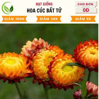 Hạt giống hoa cúc bất tử kép
