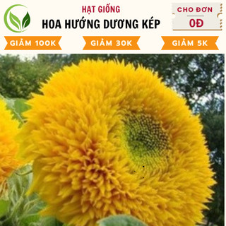 Hạt giống hoa hướng dương kép - chất lượng cao, dễ trồng, nở rực rỡ