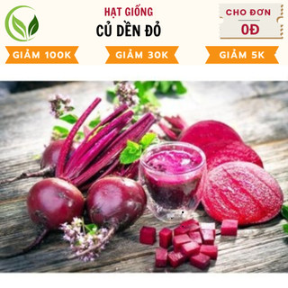 Hạt giống củ dền đỏ - chất lượng cao, dễ trồng, năng suất tốt