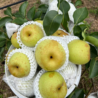 Lê tai nung sơn la giòn nhiều nước - túi 1kg - foodmap fruits
