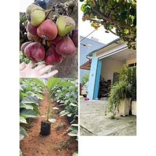 Cây giống vả nếp - cây vả Huế