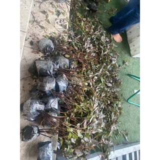 Thuốc dòi bầu 3 đến 10 cây
