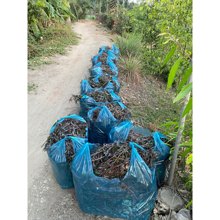 Thuốc dòi bầu 3 đến 10 cây