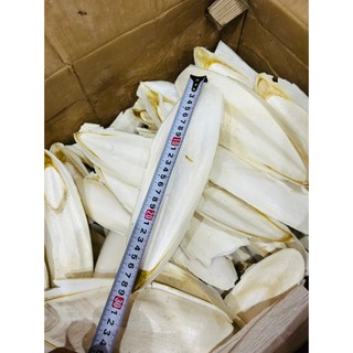 Nang mực bổ sung canxi cho chim vẹt lovebird và các dòng chim cảnh khác size 15-35cm