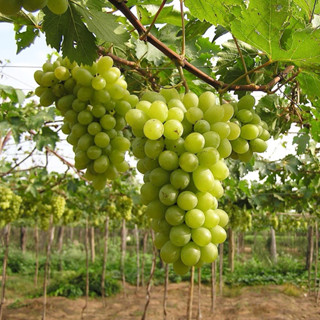 Cây Nho Giống Xanh Hoàng Kim ( Có Video Hướng Dẫn Cách Trồng )