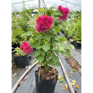 Cây hoa giấy đỏ kép, cây nguyên bản đang hoa cao 50cm -60cm.