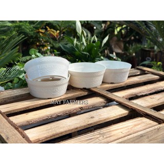 Chậu nhựa tô trắng size 18cm x 8cm - trồng sen đá , xương rồng...