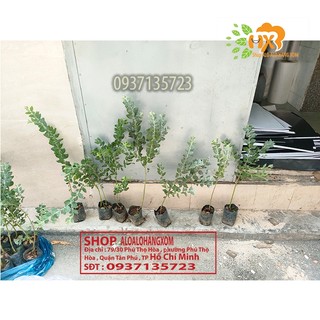 COMBO 5 CÂY GIỐNG MIMOSA