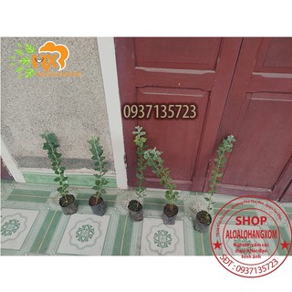 COMBO 5 CÂY GIỐNG MIMOSA