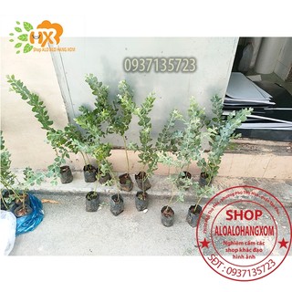 COMBO 5 CÂY GIỐNG MIMOSA