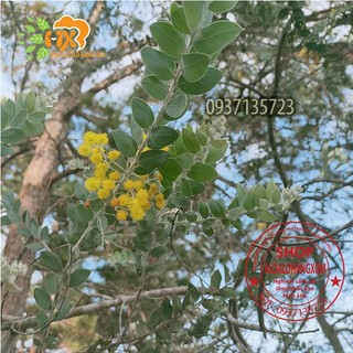 COMBO 5 CÂY GIỐNG MIMOSA
