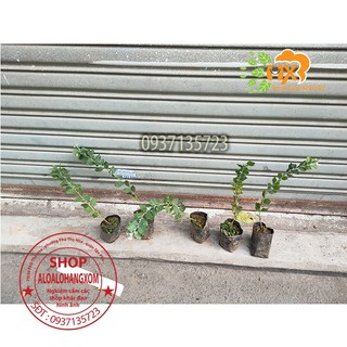 COMBO 5 CÂY GIỐNG MIMOSA