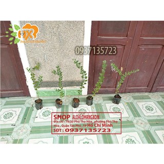 COMBO 5 CÂY GIỐNG MIMOSA