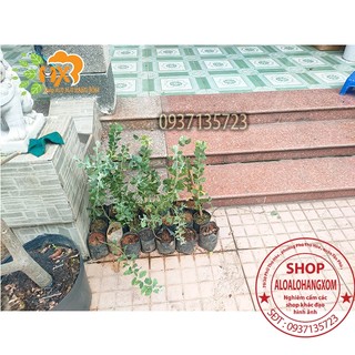 COMBO 5 CÂY GIỐNG MIMOSA