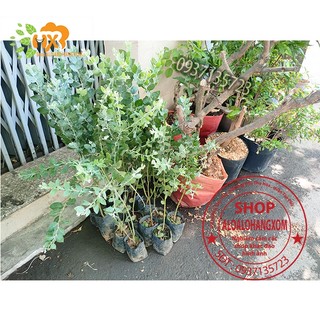 COMBO 5 CÂY GIỐNG MIMOSA