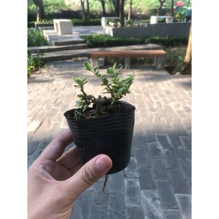 Sam hương mini dáng đổ bonsai cây đẹp,chơi bonsai , terrarium