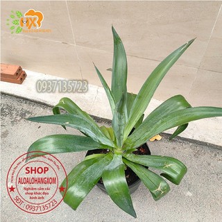 cây dứa nam mỹ hoặc tên gọi cây dứa sợi Mỹ