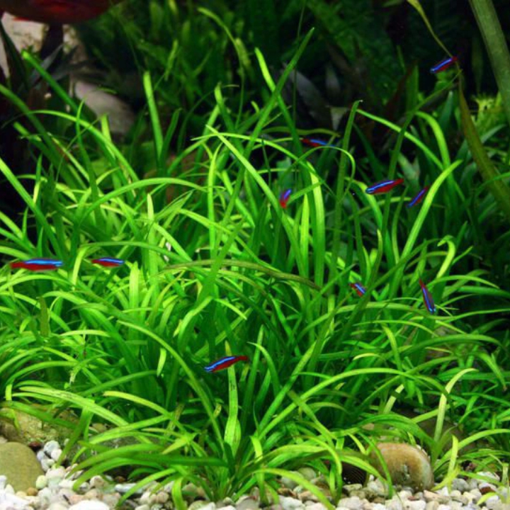 Cây cỏ thìa (Dwarf Sagittaria) | Cây trồng thủy sinh