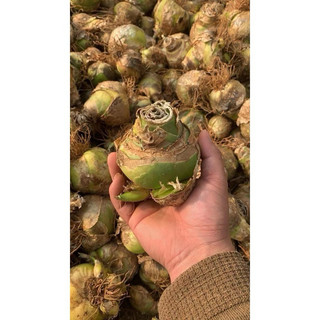 Củ hoa thiên nga mắt ngọc (củ mẹ)
